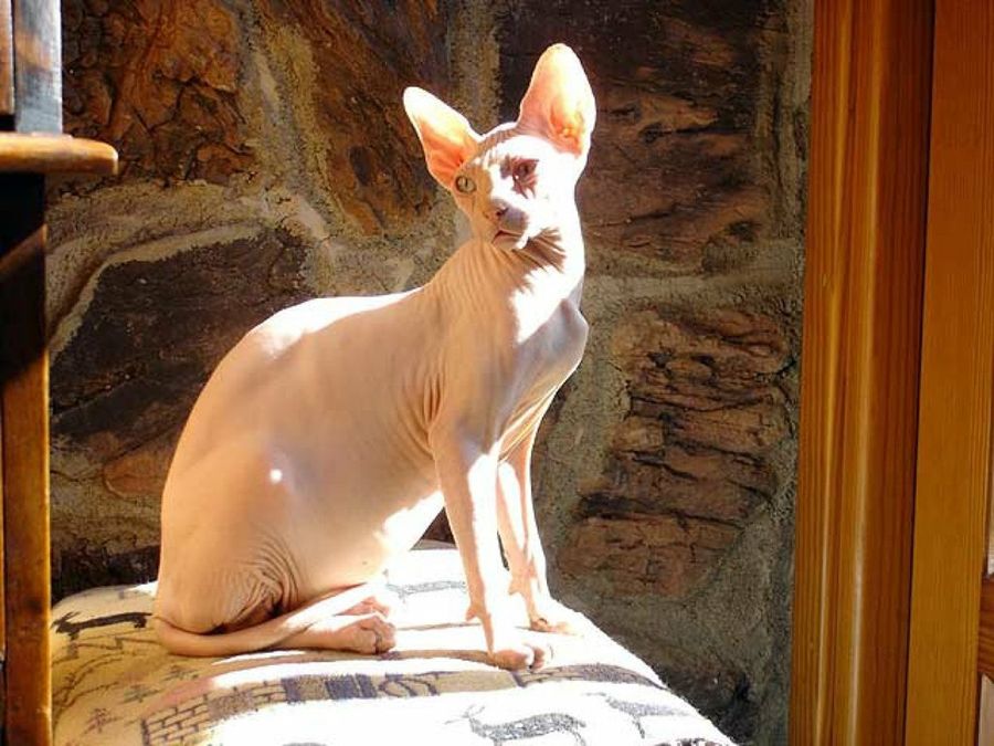 gato esfinge sentado