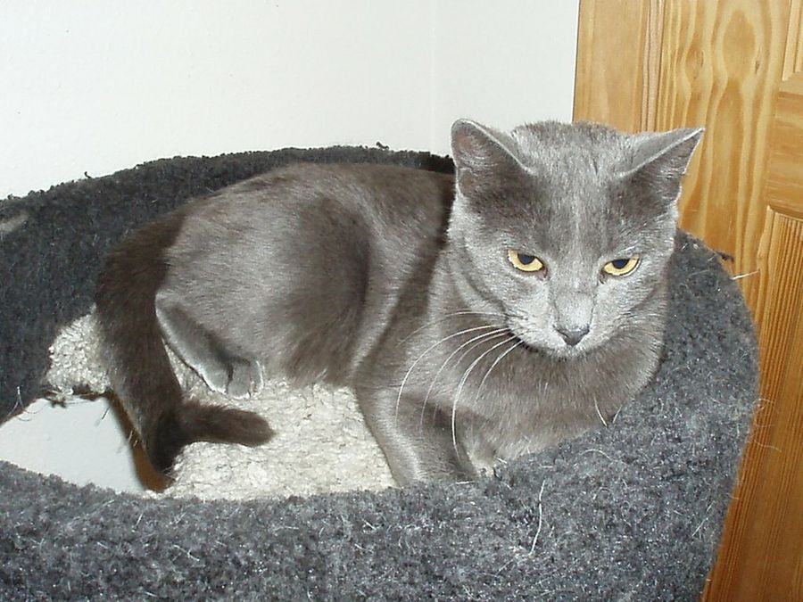 korat tumbado