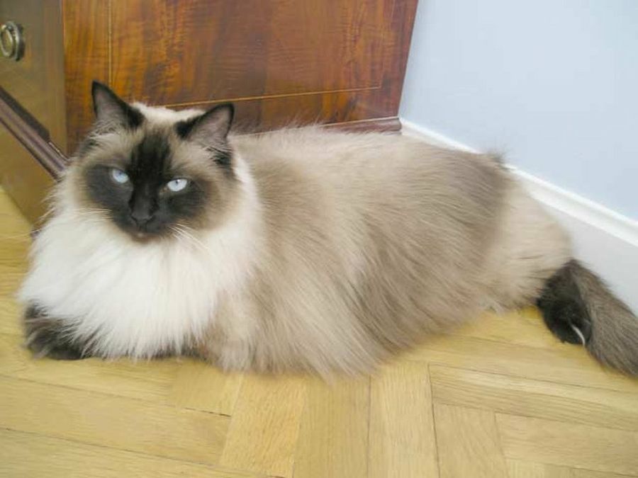 ragdoll en tarima