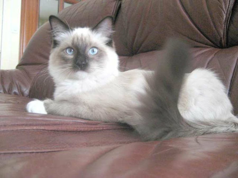 ragdoll en el sofá