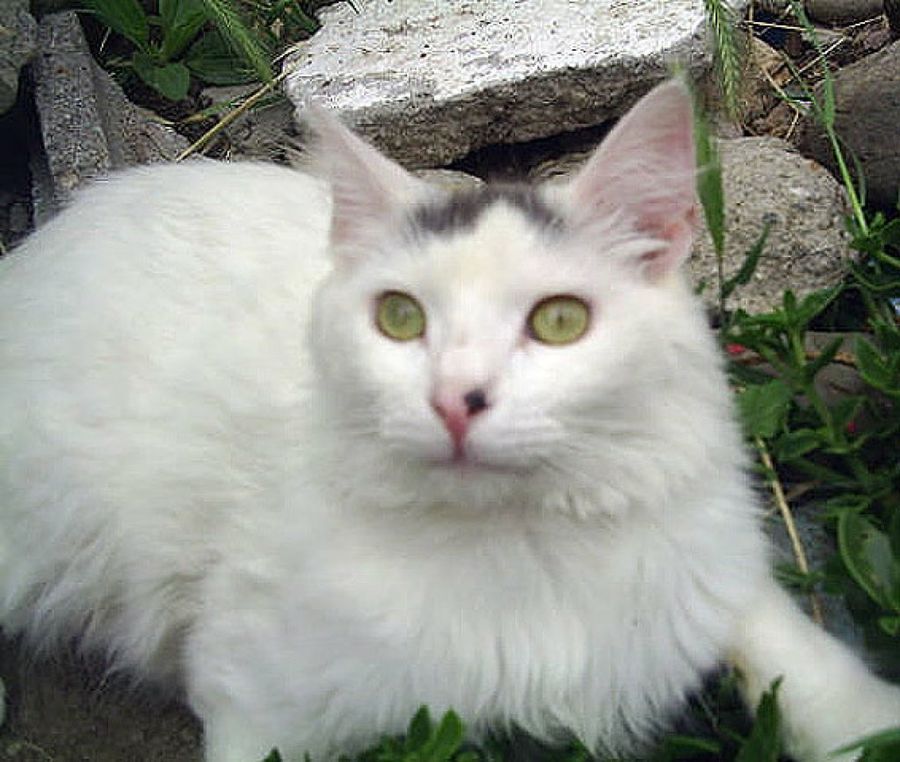 gato blanco