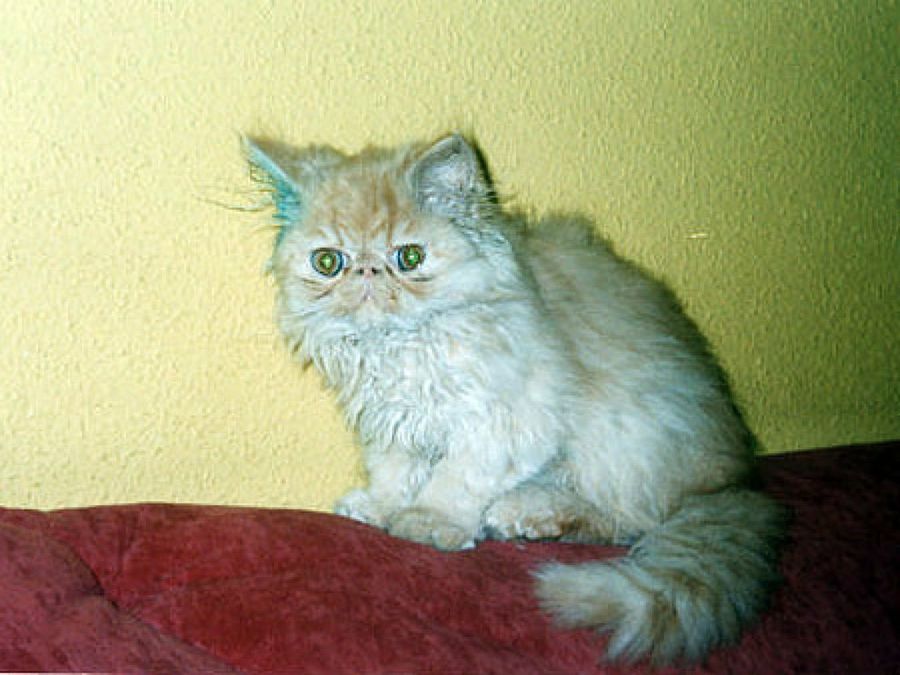 gato encima del sofá