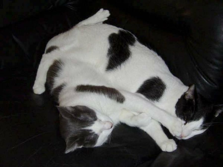gatos siameses