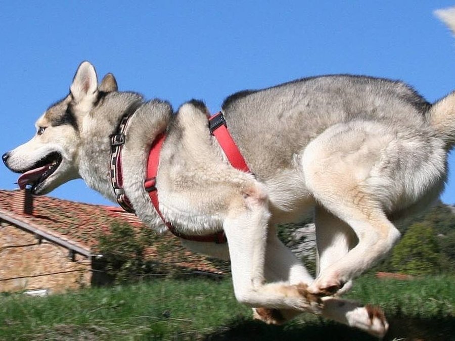 perro