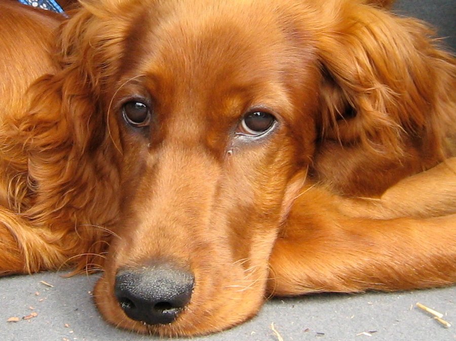 setter irlandes