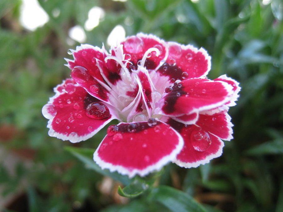 clavel