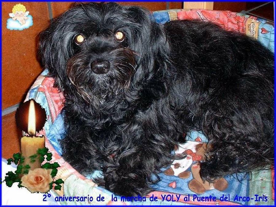 Imagen 0