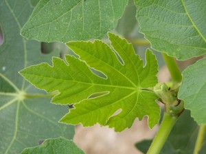 La Higuera Tips Y Recomendaciones Plantas