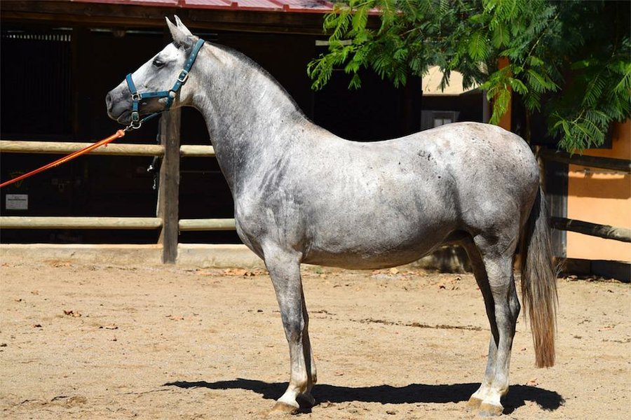 El Caballo Andaluz, pura raza española | Mascotas