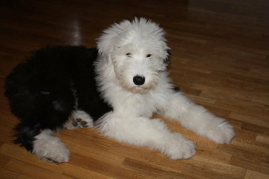 Bobtail