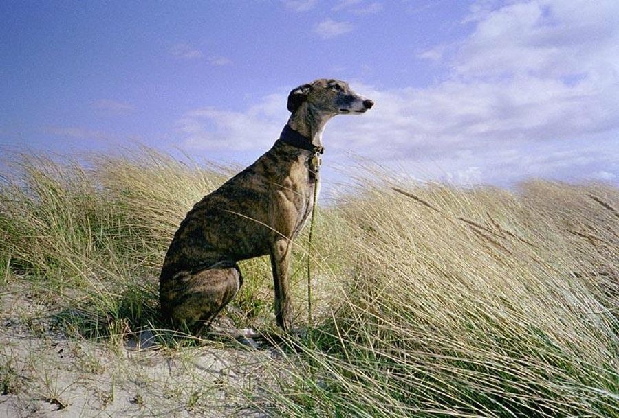 galgo