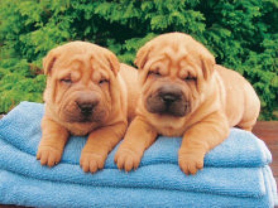 cachorro