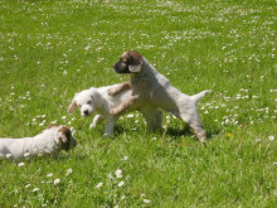 cachorros parque