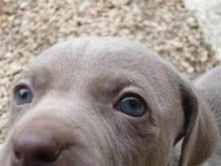 weimaraner