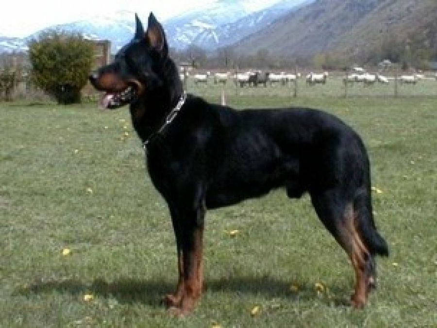 Beauceron 4