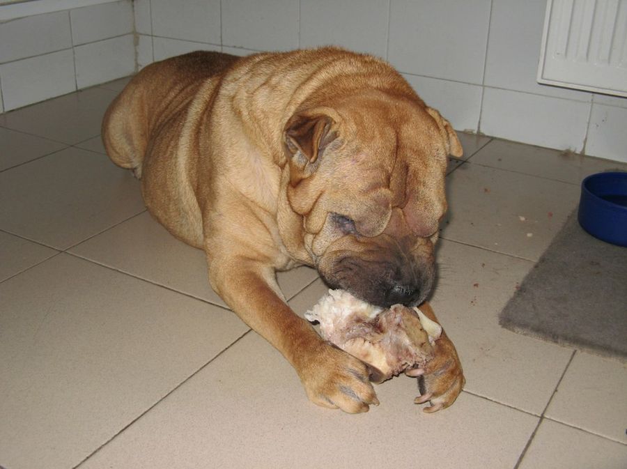 comida perros