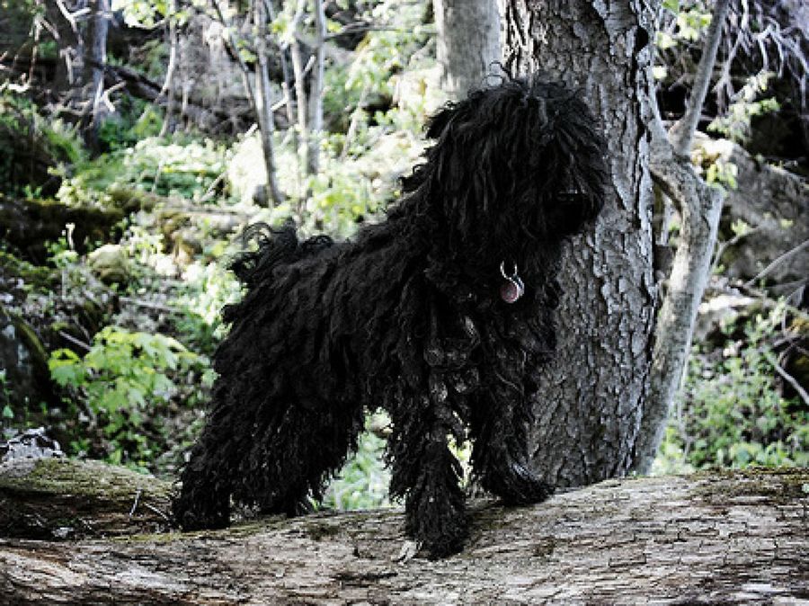 puli