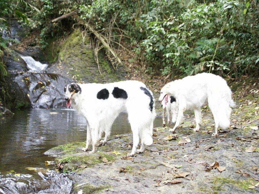 Borzoi