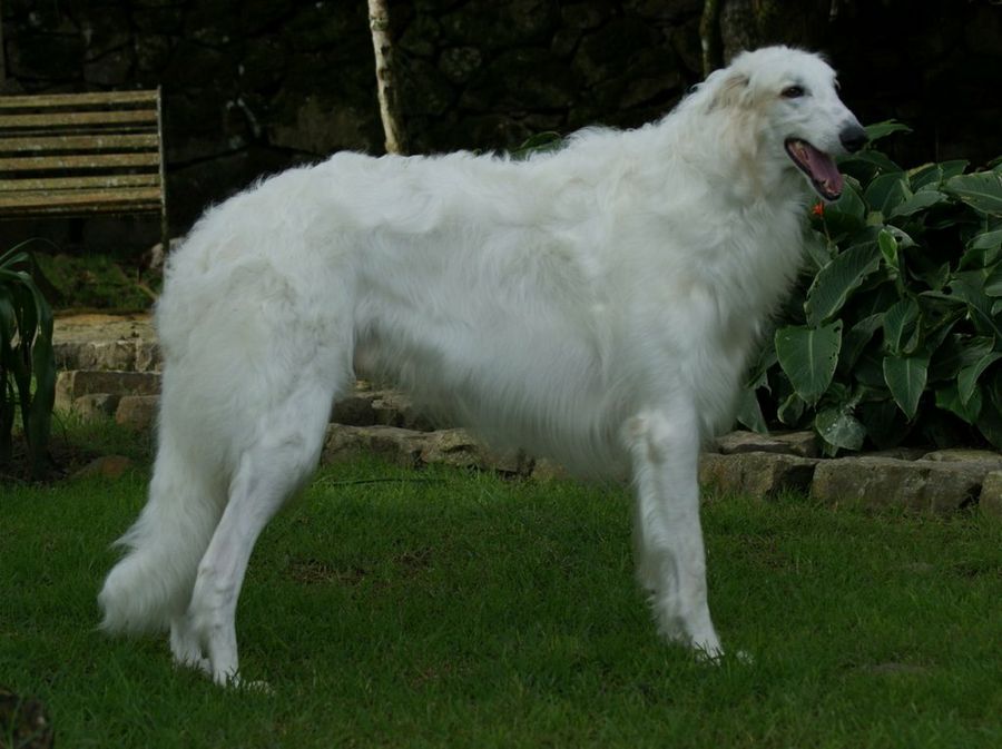 Borzoi