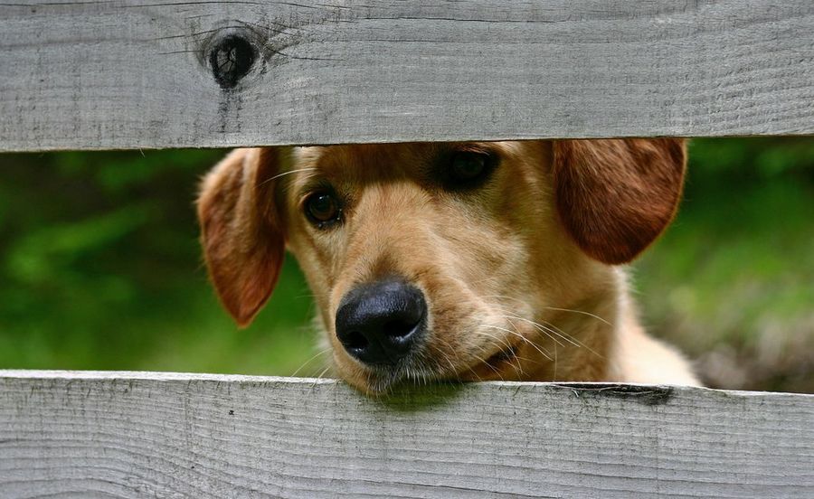 Perros
