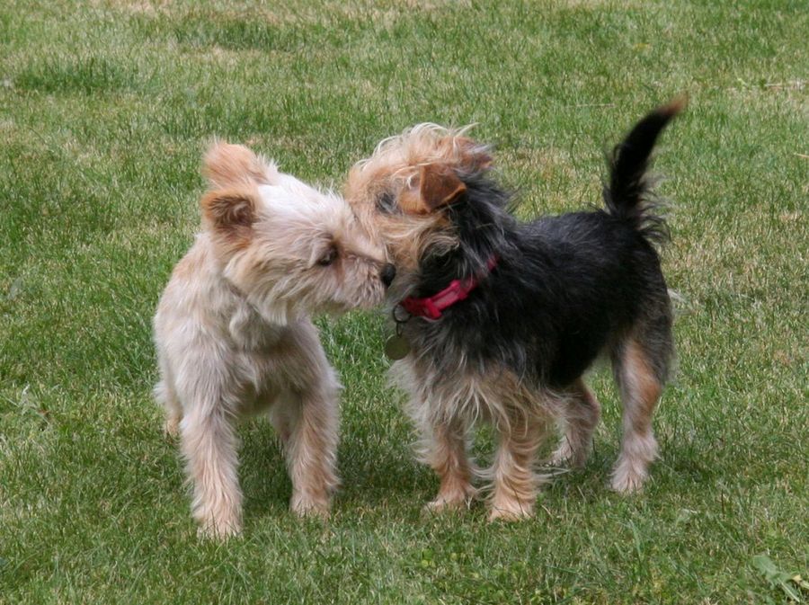 Perros