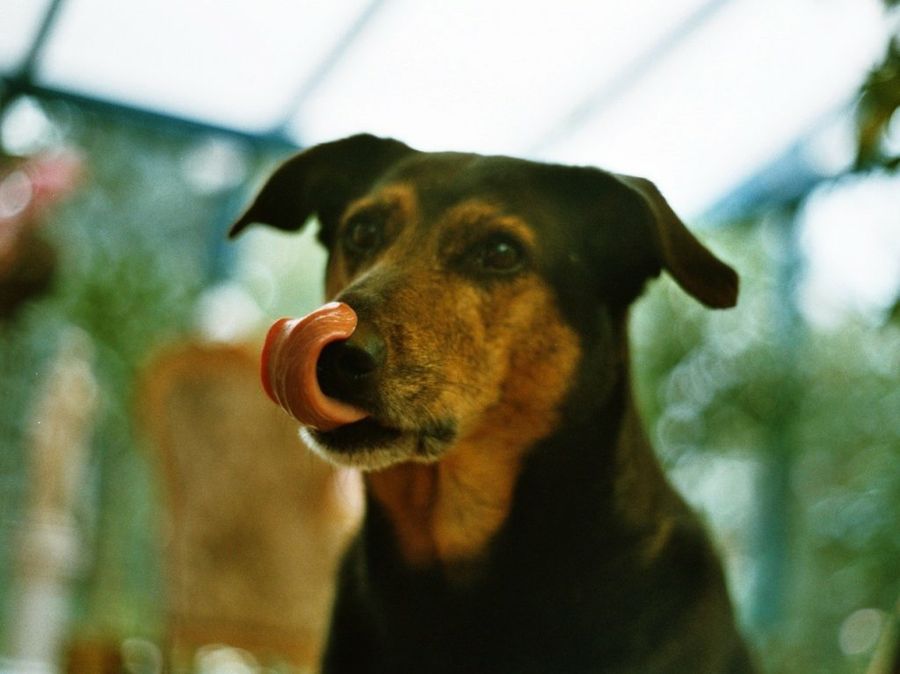 Perro