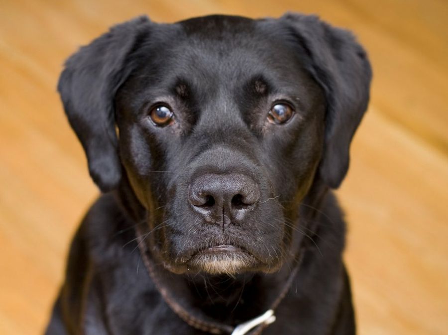 Perro