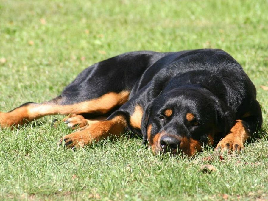 Perro