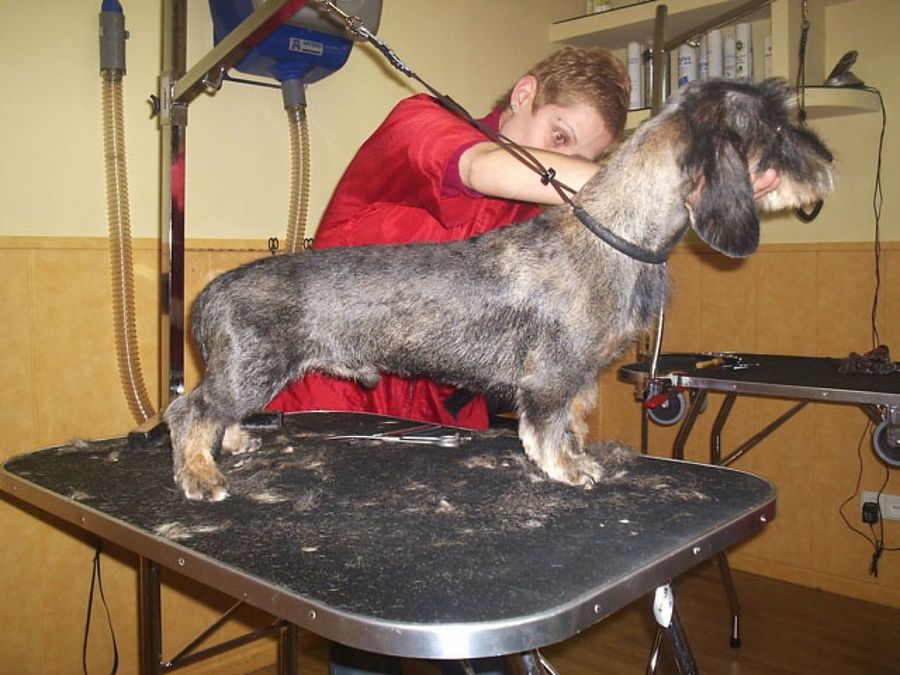 corte de pelo