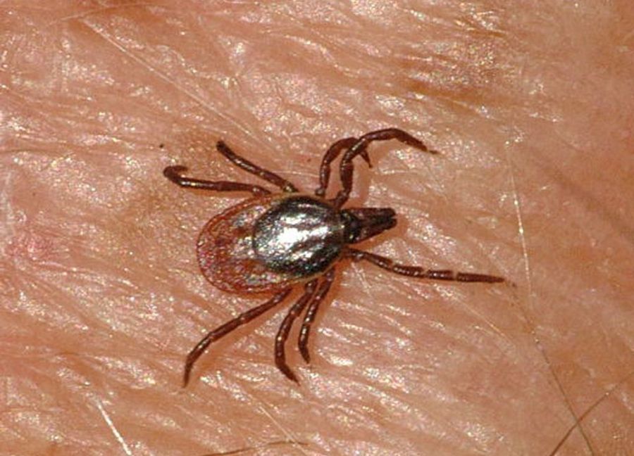 Garrapata