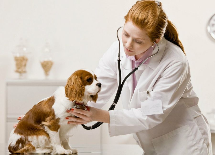 Veterinaria