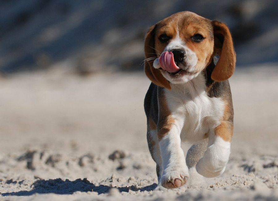 Perro