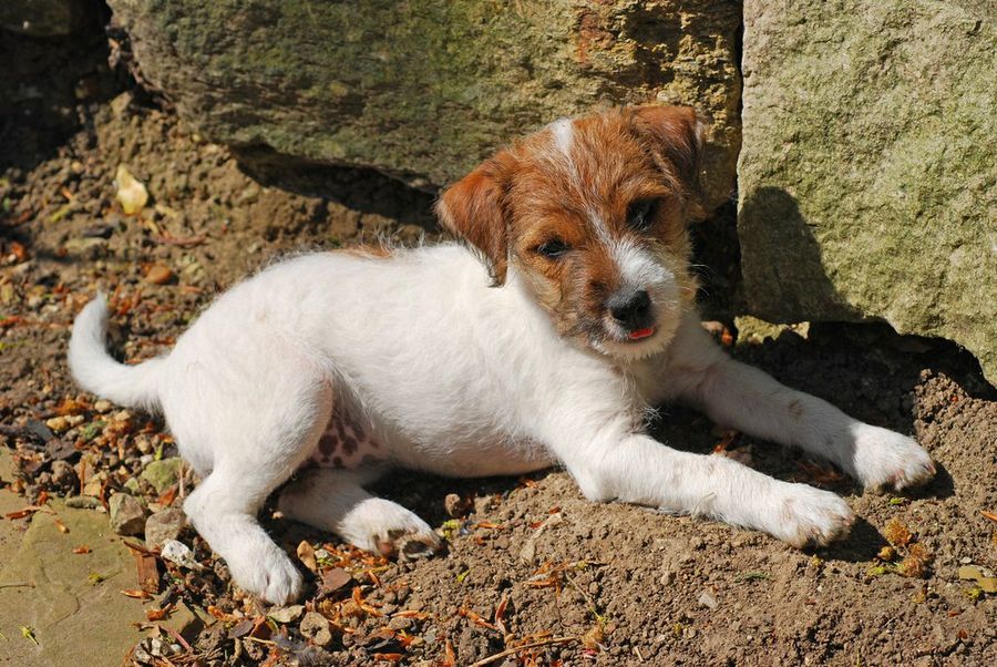 Cachorro