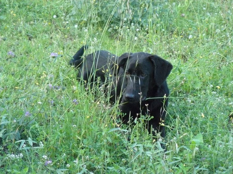 perro negro