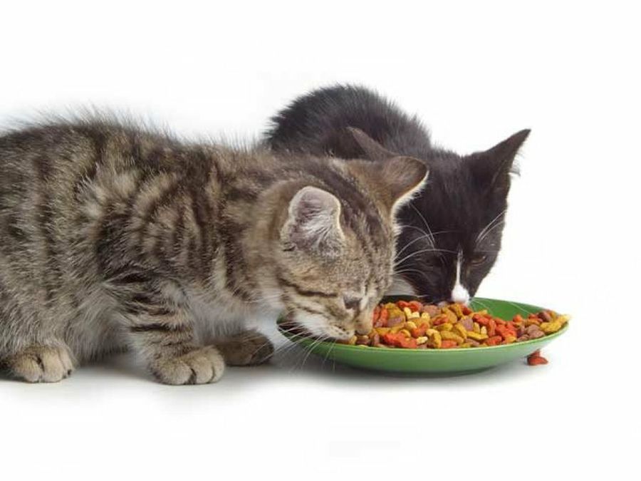gatos comiendo