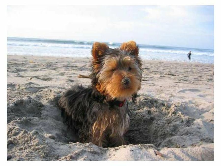 cachorro en la playa