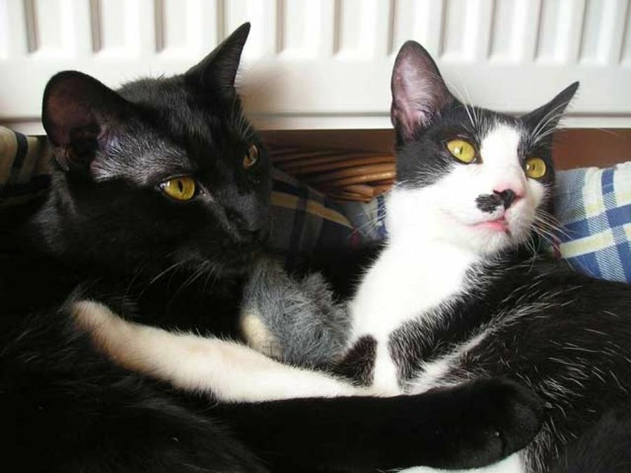 gatos