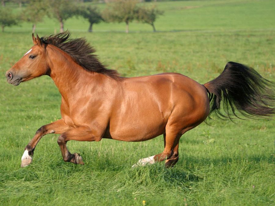 caballo