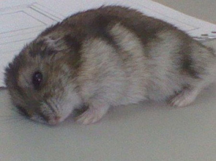 hamster