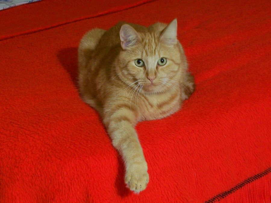 gato tumbado
