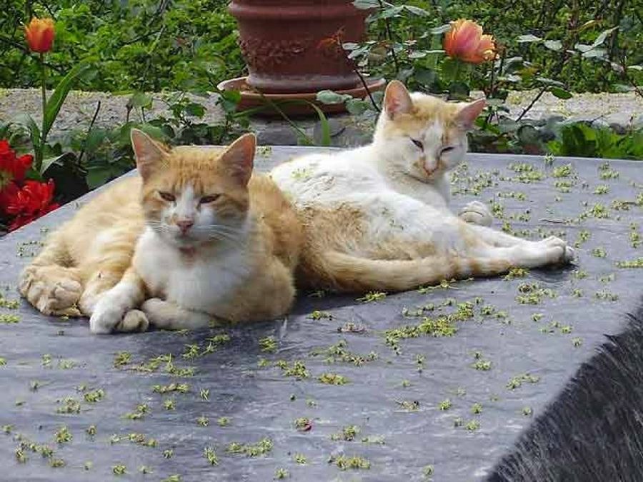 gatos