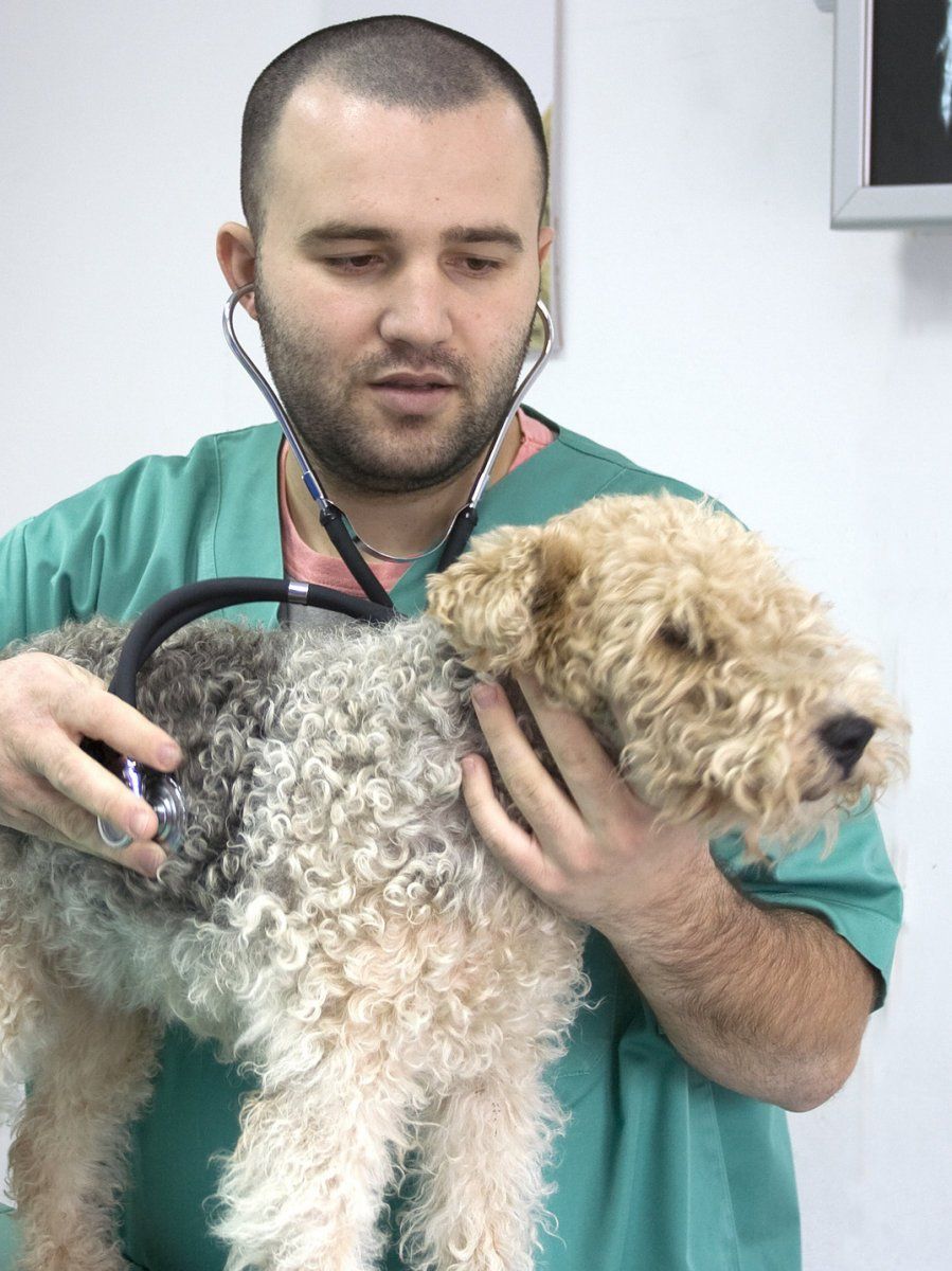 Perro