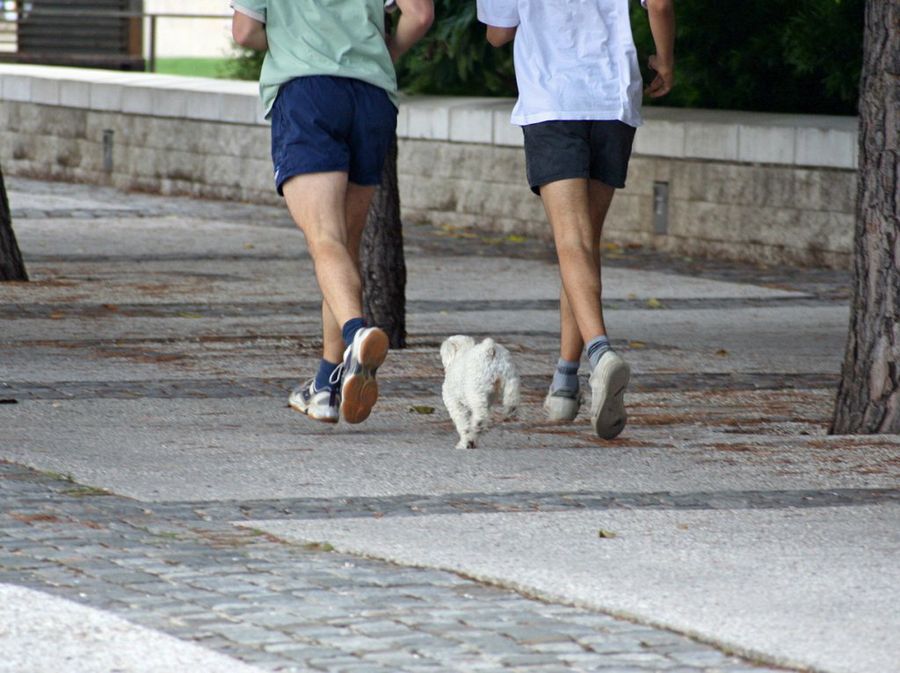 Runnig con perros