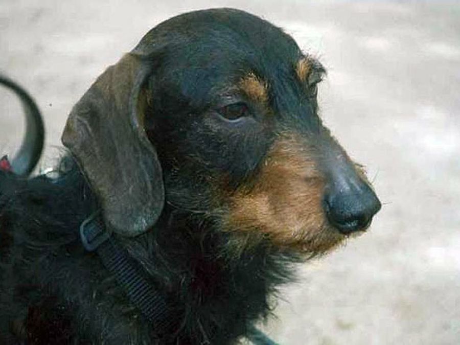 perro pequeño