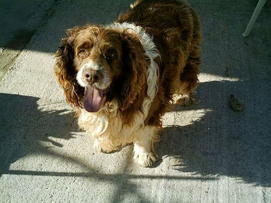 perro marrón