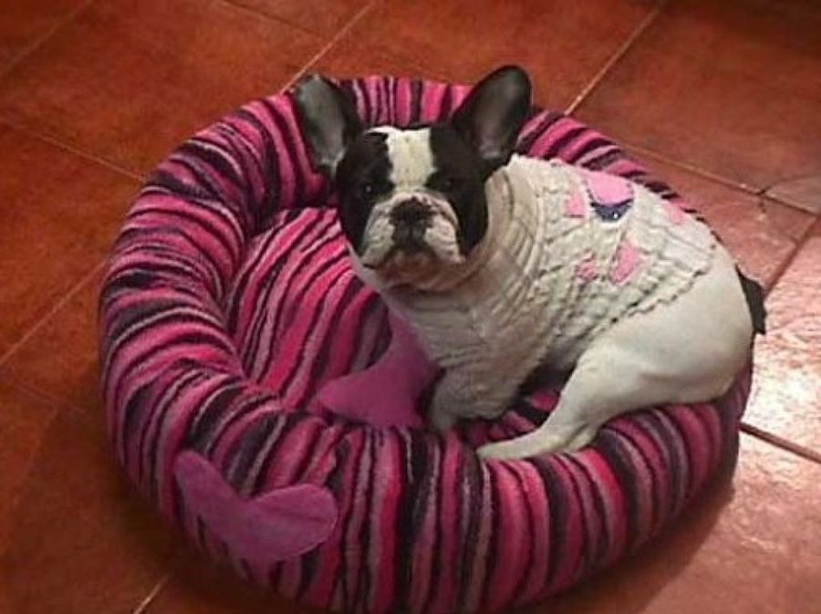 adoptar perros