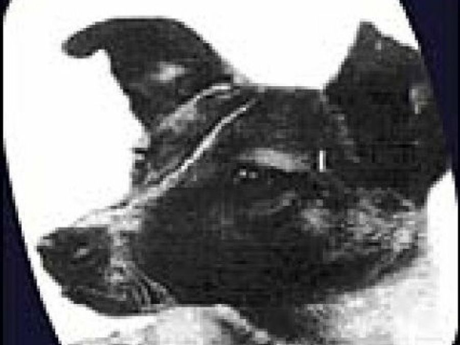 Laika perra astronauta