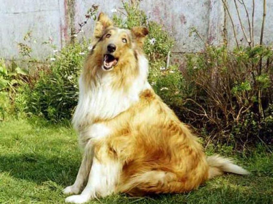 lassie