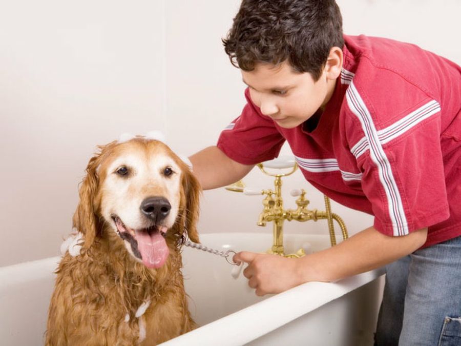bañando al perro