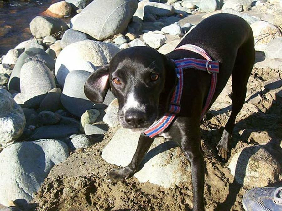 perro en el rio